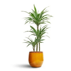 Dracaena Deremensis Warneckii - Multi Stem -HORTOLOGY Plants Sale Dracaena deremensis Warneckii Multi Stem 21x105cm 3 stems Charlotte Plant Pot Spiced Ochre 29x25cm