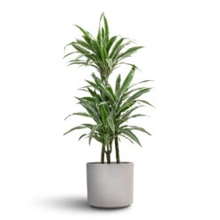 Dracaena Deremensis Warneckii - Multi Stem -HORTOLOGY Plants Sale Dracaena deremensis Warneckii Multi Stem 21x105cm 3 stems Leon Plant Pot Cement 28x24cm