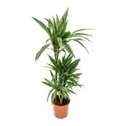 Dracaena Deremensis Warneckii - Multi Stem -HORTOLOGY Plants Sale Dracaena deremensis Warneckii Multi Stem