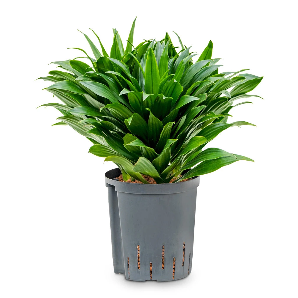 Dracaena Fragrans Compacta - Head - HydroCare 2 Dracaena Fragrans Compacta - Head - HydroCare - Image 2