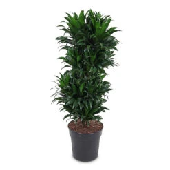 Dracaena Fragrans Compacta - Branched -HORTOLOGY Plants Sale Dracaena frag. Compacta Branched 27x100cm