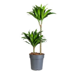 Dracaena Fragrans Compacta - Multi Stem 19 Dracaena Fragrans Compacta - Multi Stem -HORTOLOGY Plants Sale Dracaena frag. Compacta Multi Stem 19x80cm 2 stems