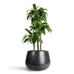 Terrazzo Darcy Planter - Black 17 Terrazzo Darcy Planter - Black -HORTOLOGY Plants Sale Dracaena frag. Dorado Multi Stem 21x95cm 3 stems Terrazzo Darcy Planter Black 37x32cm