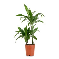 Dracaena Fragrans Janet Craig - Multi Stem -HORTOLOGY Plants Sale Dracaena frag. Janet Craig Multi Stem 19x90cm 2 stems