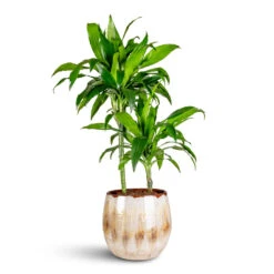 Suus Plant Pot - Latte Mottled Honey and Caramel Glossy Ceramic Indoor Planter -HORTOLOGY Plants Sale Dracaena frag. Janet Craig Multi Stem 19x90cm 2 stems Suus Pot Latte 33x28cm