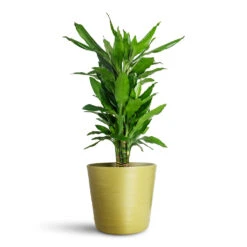 Oslo Plant Pot - Olive -HORTOLOGY Plants Sale Dracaena frag. Janet Lind Branched 21x90cm Oslo Pot Olive 28x24cm 1