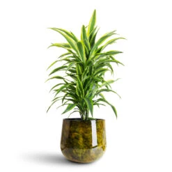 Emmie Metal Plant Pot - Mystic Yellow 14 Emmie Metal Plant Pot - Mystic Yellow -HORTOLOGY Plants Sale Dracaena frag. Lemon Lime Branched 24x90cm Emmie Metal Pot Mystic Yellow 31x25cm