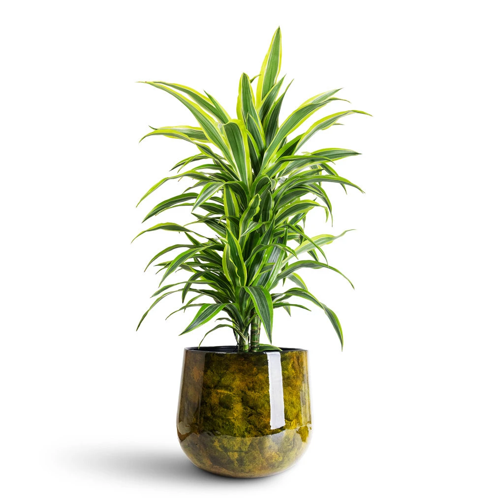 Emmie Metal Plant Pot - Mystic Yellow 5 Emmie Metal Plant Pot - Mystic Yellow - Image 5