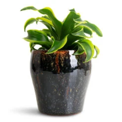 Dracaena Fragrans Tornado - Head -HORTOLOGY Plants Sale Dracaena frag. Tornado Head 12x25cm Nia Pot Midnight 14x13cm