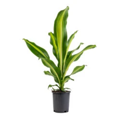 Dracaena Fragrans Burley -HORTOLOGY Plants Sale Dracaena fragrans Burley 14x40cm