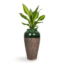 Dracaena Fragrans Burley -HORTOLOGY Plants Sale Dracaena fragrans Burley 14x40cm Lindy Bottle Plant Vase Black Green 28x50cm