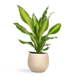 Dracaena Fragrans Burley -HORTOLOGY Plants Sale Dracaena fragrans Burley 14x40cm Ryan Plant Pot Sand Gold 18x16cm