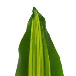 Dracaena Fragrans Burley -HORTOLOGY Plants Sale Dracaena fragrans Burley 14x40cm close leaf