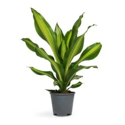 Dracaena Fragrans Burley -HORTOLOGY Plants Sale Dracaena fragrans Burley 14x40cm full size
