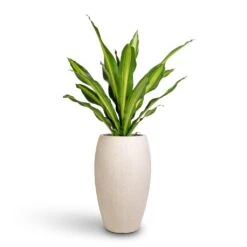 Dracaena Fragrans Burley -HORTOLOGY Plants Sale Dracaena fragrans Burley 24x100cm Raindrop Tall Balloon Planter Stone 37x60cm 28687b80 e0f2 4571 b50f c08428dfec3e