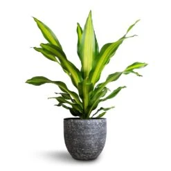 Dracaena Fragrans Burley -HORTOLOGY Plants Sale Dracaena fragrans Burley 24x85cm Cas Plant Pot Anthracite 29x26cm 261fd9ee e7c4 4216 a96e 9f8f887acfe9