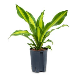 Dracaena Fragrans Burley - HydroCare -HORTOLOGY Plants Sale Dracaena fragrans Burley HydroCare 15 19x50cm 535f047c 075c 4ca9 ab16 4c55c52736b4