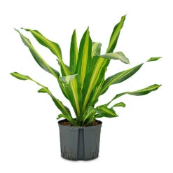 Dracaena Fragrans Burley - HydroCare -HORTOLOGY Plants Sale Dracaena fragrans Burley HydroCare 25 19x95cm