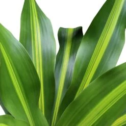 Dracaena Fragrans Burley -HORTOLOGY Plants Sale Dracaena fragrans Burley Leaves