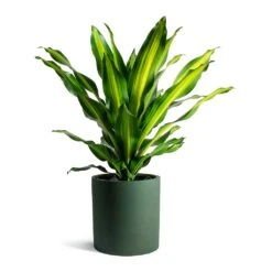 Dracaena Fragrans Burley -HORTOLOGY Plants Sale Dracaena fragrans Burley Max Refined Planter Pine Green 203ebbb6 a2d2 417b 9a00 a7c18d0cea31