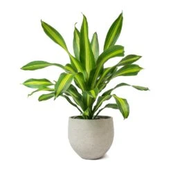 Mini Orb Kevan Plant Pot - Grey Washed -HORTOLOGY Plants Sale Dracaena fragrans Burley Mini Orb Kevan Plant Pot Grey Washed 6a4aa268 ee60 4c06 a4b3 a8f32e7e336e