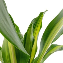 Dracaena Fragrans Burley -HORTOLOGY Plants Sale Dracaena fragrans Burley SWATCH 5568