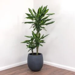 Dracaena Fragrans Cintho - Multi Stem -HORTOLOGY Plants Sale Dracaena fragrans Cintho Balloon Plant Pot Natural Concrete