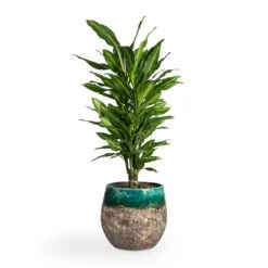 Lindy Plant Pot - Black Green 32 Lindy Plant Pot - Black Green -HORTOLOGY Plants Sale Dracaena fragrans Cintho Branched 21x70cm Lindy Plant Pot Black Green 30x25cm 1fa2851a 1401 4dfb a9b1 7be94f5a5e0a