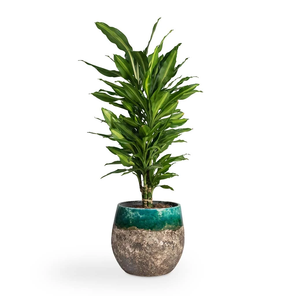 Lindy Plant Pot - Black Green 13 Lindy Plant Pot - Black Green - Image 13