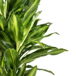 HORTOLOGY Plants Sale 34 HORTOLOGY Plants Sale -HORTOLOGY Plants Sale Dracaena fragrans Cintho Branched 24x80cm Swatch