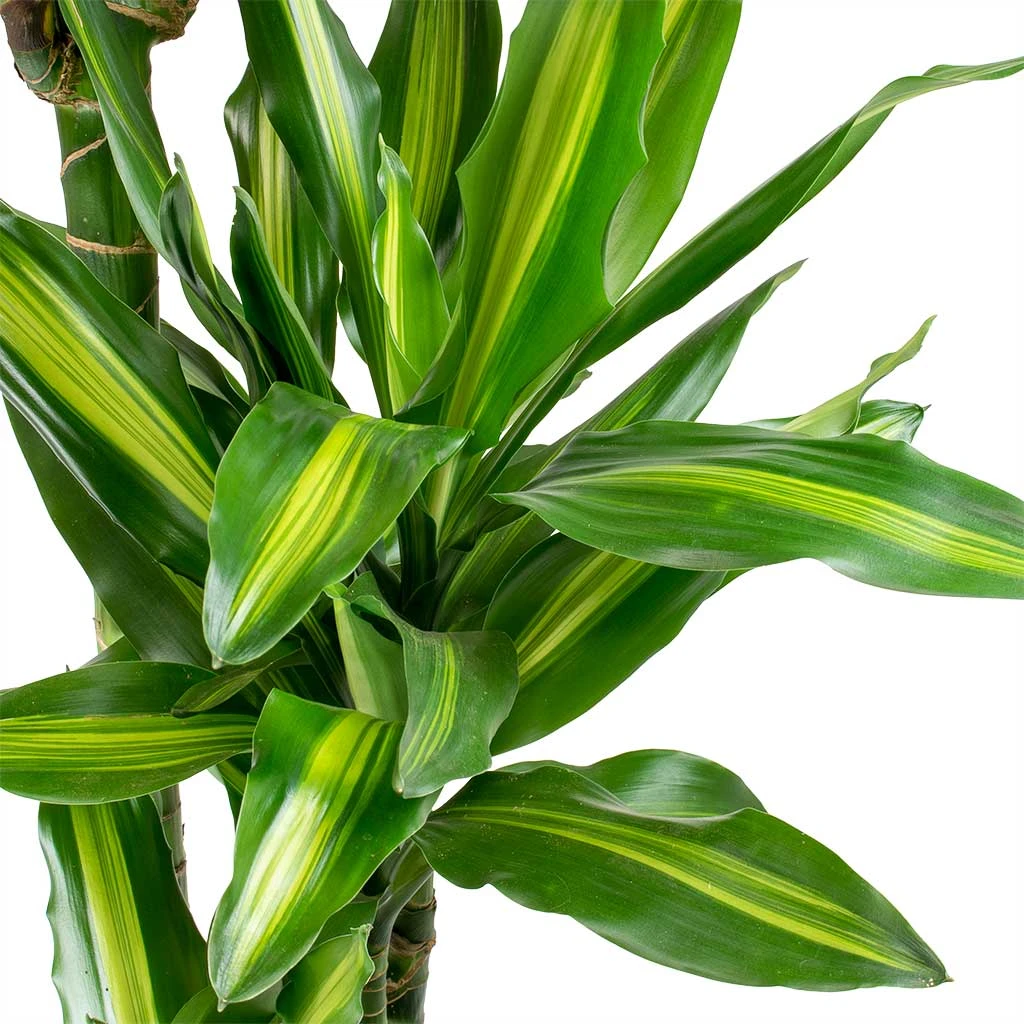 Dracaena Cintho - Multi Stem - HydroCare 3 Dracaena Cintho - Multi Stem - HydroCare - Image 3