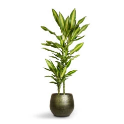 Noor Plant Pot - Velvet Green 24 Noor Plant Pot - Velvet Green -HORTOLOGY Plants Sale Dracaena fragrans Cintho Multi Stem 19x100cm 2stems Noor Plant Pot Velvet Green 27x25cm