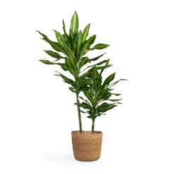 Dracaena Fragrans Cintho - Multi Stem -HORTOLOGY Plants Sale Dracaena fragrans Cintho Multi Stem 19x80cm 2stems Igmar Plant Basket Natural 26x23cm