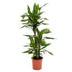 Dracaena Fragrans Cintho - Multi Stem -HORTOLOGY Plants Sale Dracaena fragrans Cintho Multi Stem