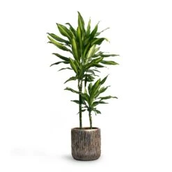 Luxe Lite Waterfall Cylinder Planter - Bronze 22 Luxe Lite Waterfall Cylinder Planter - Bronze -HORTOLOGY Plants Sale Dracaena fragrans Cintho MultiStem 19x80cm Plant Pot Luxe Lite Waterfall Cylinder Planter Bronze 23x22 7fad771a df03 446c beec dd3b5e3fb87d