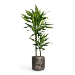 Dracaena Fragrans Cintho - Multi Stem -HORTOLOGY Plants Sale Dracaena fragrans Cintho MultiStem 19x80cm Plant Pot Luxe Lite Wrinkle Cylinder Planter Bronze 23x22cm