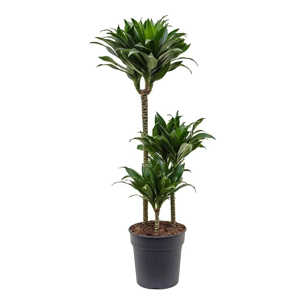 Dracaena Fragrans Compacta - Multi Stem 11 Dracaena Fragrans Compacta - Multi Stem - Image 11