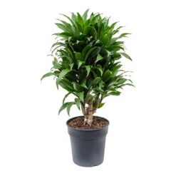 Dracaena Fragrans Compacta - Branched -HORTOLOGY Plants Sale Dracaena fragrans Compacta Branched 21cm