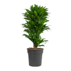 Dracaena Fragrans Compacta - Branched -HORTOLOGY Plants Sale Dracaena fragrans Compacta Branched 24cm