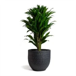 Dracaena Fragrans Compacta - Branched -HORTOLOGY Plants Sale Dracaena fragrans Compacta Branched 24x75cm Rinca Plant Pot Shiny Black 29x26cmV2 d1a30b6d e211 4522 9b8e 6a963efd0c98