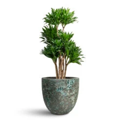 Lava Couple Relic Planter - Jade 19 Lava Couple Relic Planter - Jade -HORTOLOGY Plants Sale Dracaena fragrans Compacta Branched 30x100cm Lava Couple Relic Planter Jade 45x42cm 4380f54d c7e4 4426 bf56 143c4f966ea1