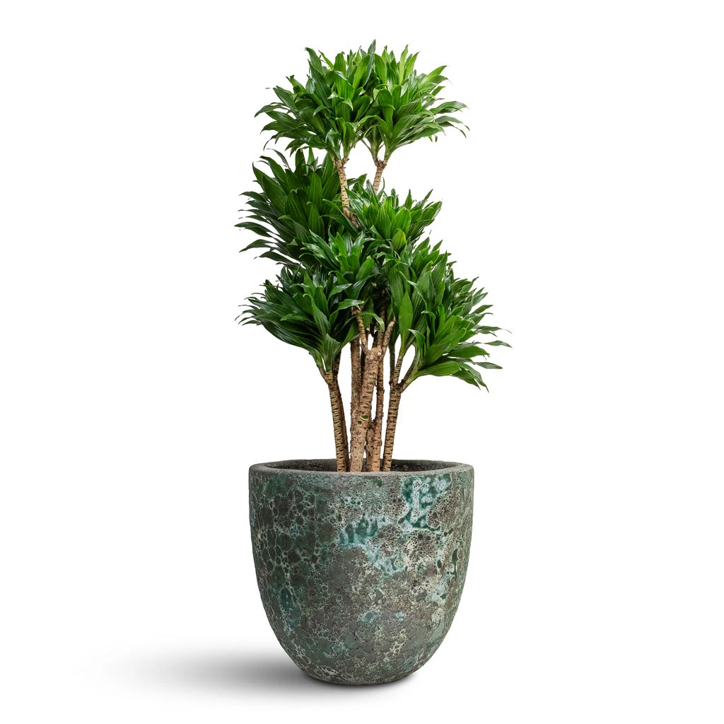 Lava Couple Relic Planter - Jade 4 Lava Couple Relic Planter - Jade - Image 4