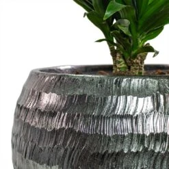Opus Hammered Globe Planter - Silver -HORTOLOGY Plants Sale Dracaena fragrans Compacta Branched Opus Hammered Globe Planter Silver Close Up
