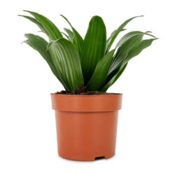 Dracaena Fragrans Compacta - Head -HORTOLOGY Plants Sale Dracaena fragrans Compacta Head 12x25cm