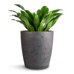 Dracaena Fragrans Compacta - Head -HORTOLOGY Plants Sale Dracaena fragrans Compacta Head 12x25cm Gerben Plant Pot Black Washed 15x16cm