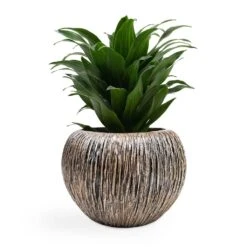 Dracaena Fragrans Compacta - Head -HORTOLOGY Plants Sale Dracaena fragrans Compacta Head 12x25cm Luxe Lite Waterfall Globe Planter Bronze 28x20cm
