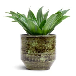 Sanna Plant Pot - Moss Green -HORTOLOGY Plants Sale Dracaena fragrans Compacta Head 12x25cm Sanna Plant Pot Moss Green 15x13cm c86a134c 63e0 4575 9be0 83293b98281f
