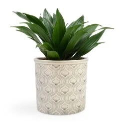 Dracaena Fragrans Compacta - Head -HORTOLOGY Plants Sale Dracaena fragrans Compacta Head 12x25cm Venetian Plant Pot Grey 16x14cm