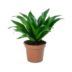 Dracaena Fragrans Compacta - Head -HORTOLOGY Plants Sale Dracaena fragrans Compacta Head