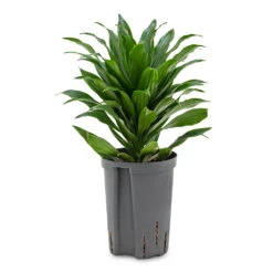 Dracaena Fragrans Compacta - Head - HydroCare 6 Dracaena Fragrans Compacta - Head - HydroCare -HORTOLOGY Plants Sale Dracaena fragrans Compacta Head HydroCare 18 19x35cm